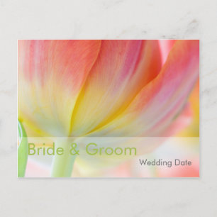 Colours of Spring Tulip • Order of the Day Postcar Postcard