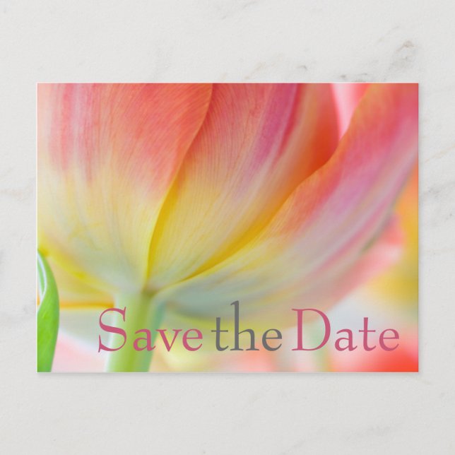 Colours of Spring Tulip Save the Date Postcard (Front)