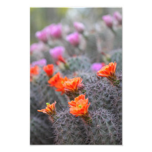 Colours of the desert cactus flowers photo print
