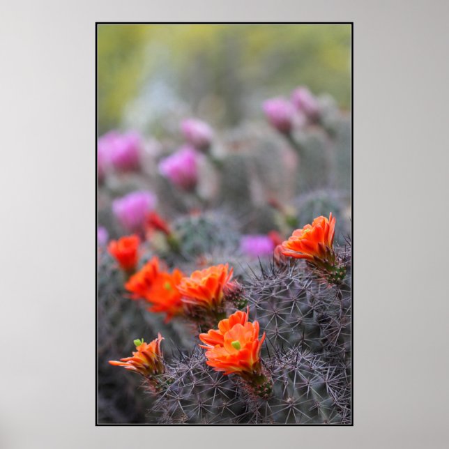 Colours of the desert poster (Front)