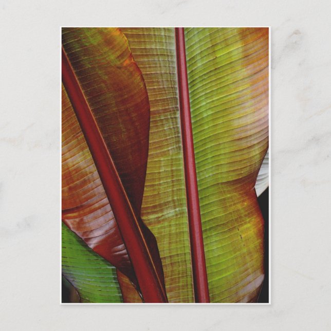 Colours of the Jungle Postcard (Front)