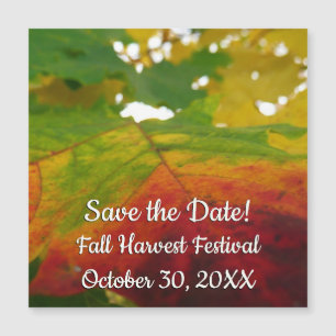 Colours of the Maple Leaf Autumn Nature Photograph