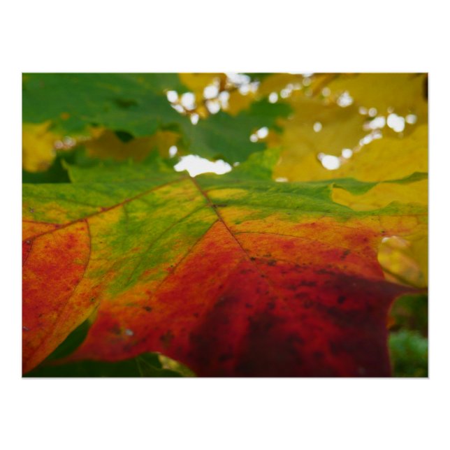 Colours of the Maple Leaf Autumn Nature Photograph Poster (Front)