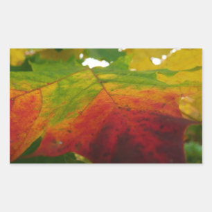 Colours of the Maple Leaf Autumn Nature Photograph Rectangular Sticker
