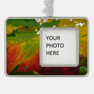Colours of the Maple Leaf Autumn Nature Photograph Silver Plated Framed Ornament