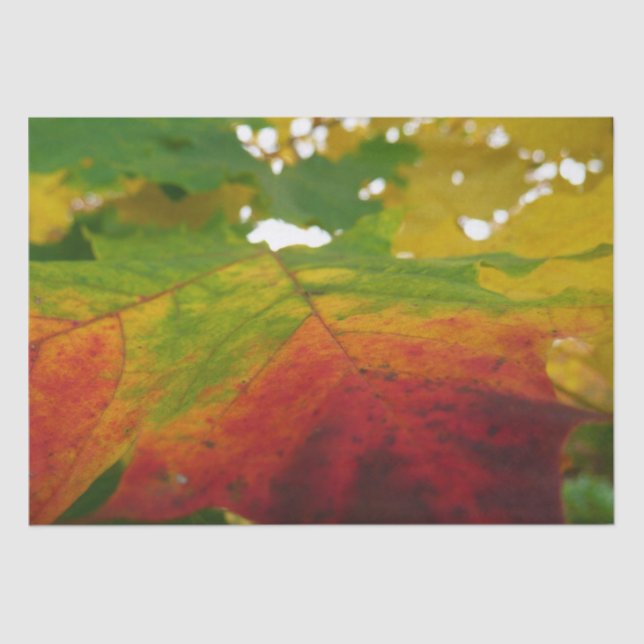 Colours of the Maple Leaf Autumn Nature Photograph Tissue Paper (Front)