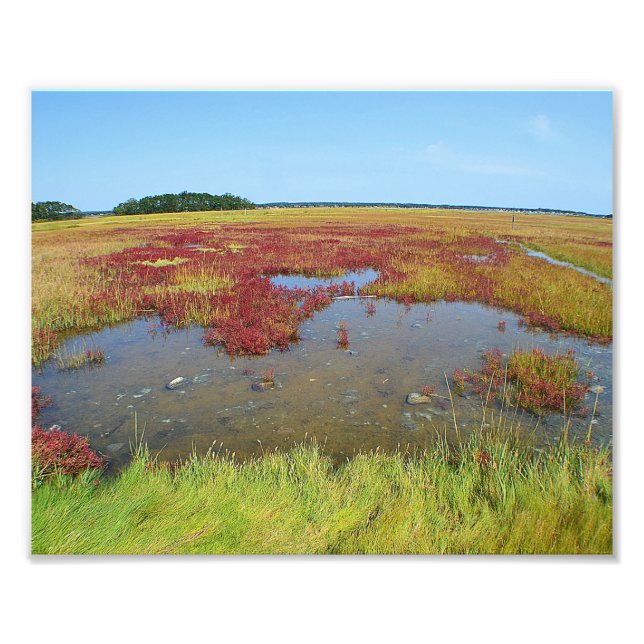 Colours Of The Marsh Photo Print (Front)