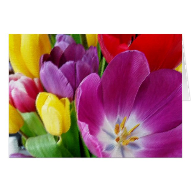 colours of tulips (Front Horizontal)