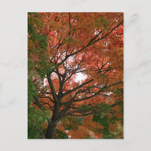 Colours Postcard (Front)