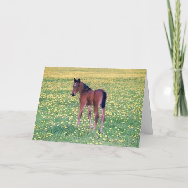 Colt in Dandelion Field Card (Front)