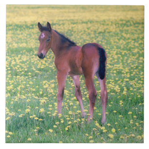 Colt in Dandelion Field Ceramic Tile
