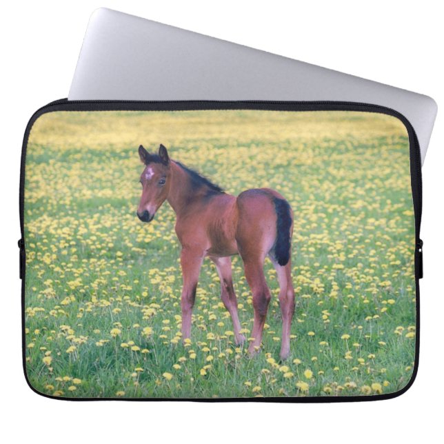 Colt in Dandelion Field Laptop Sleeve (Front)