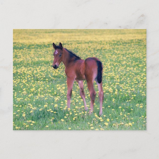 Colt in Dandelion Field Postcard (Front)