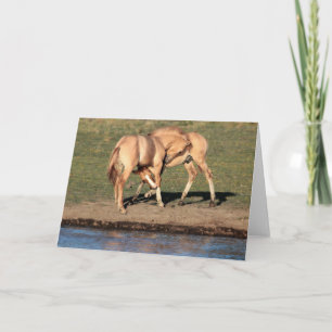 Colt Play Greeting Card
