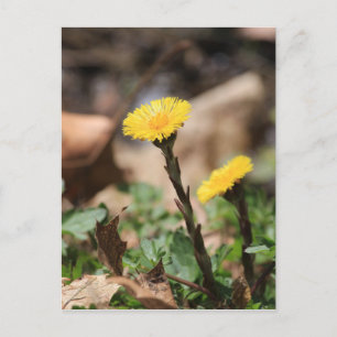 Coltsfoot Postcard