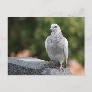 Columba livia domestica postcard