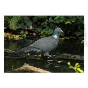 Columba palumbus