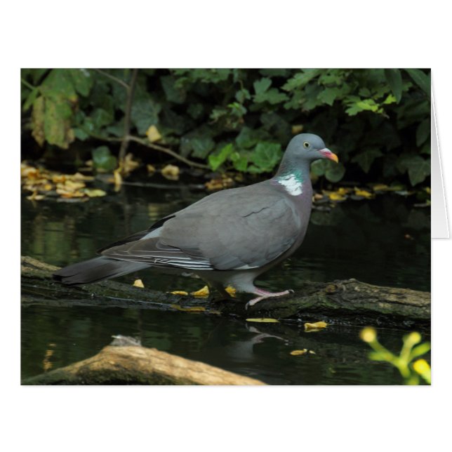 Columba palumbus (Front Horizontal)