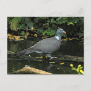 Columba palumbus postcard