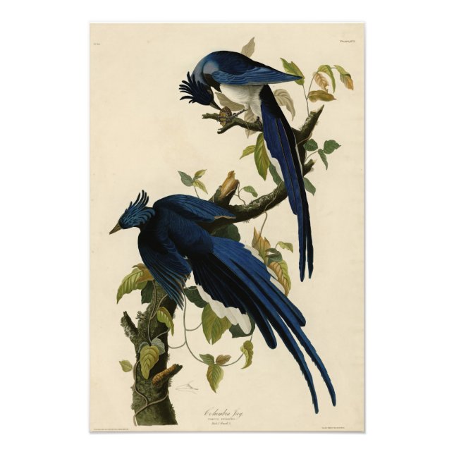 Columbia Jay from Audubon's Birds of America Photo Print (Front)