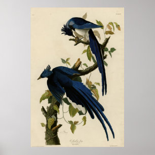 Columbia Jay from Audubon's Birds of America Poster