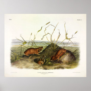 Columbia Pouched-Rat, Northern Pocket Gopher Poster