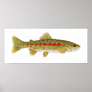 Columbia River Redband Trout Poster