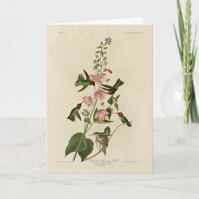 Columbian (Anna's) Humming Bird - Audubon's Birds Card (Front)
