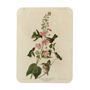 Columbian (Anna's) Humming Bird - Audubon's Birds Magnet