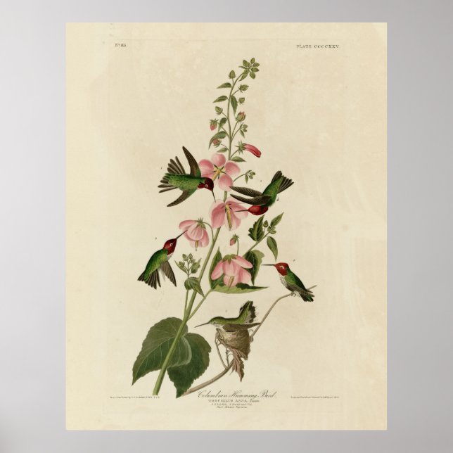 Columbian (Anna's) Humming Bird - Audubon's Birds Poster (Front)