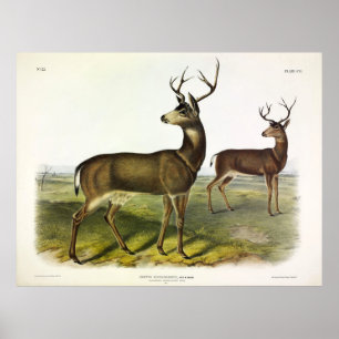 Columbian Black-tailed Deer, Blacktail, by Audubon Poster