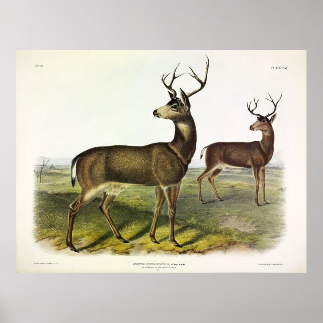 Columbian Black-tailed Deer, Blacktail, by Audubon Poster (Front)