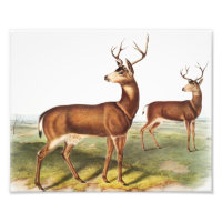 Columbian Black-tailed Deer (Cervus Richardsonii)