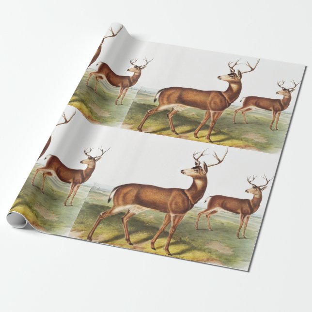 Columbian Black-tailed Deer (Cervus Richardsonii) Wrapping Paper (Unrolled)