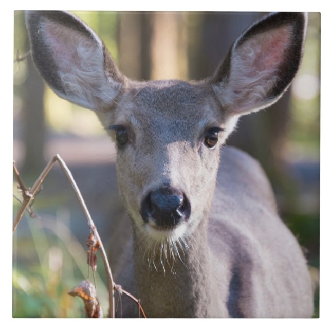Columbian Black-tailed Doe | Washington State Ceramic Tile (Front)