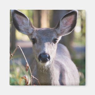 Columbian Black-tailed Doe Washington State Magnet