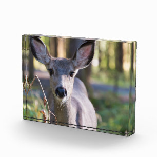Columbian Black-tailed Doe Washington State Photo Block