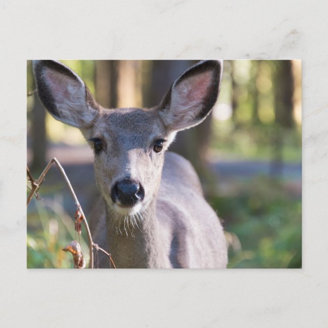 Columbian Black-tailed Doe | Washington State Postcard (Front)