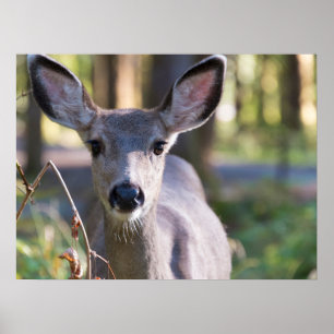 Columbian Black-tailed Doe   Washington State Poster