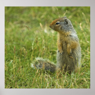 Columbian Ground Squirrel Poster