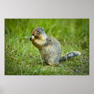 Columbian Ground Squirrel Poster