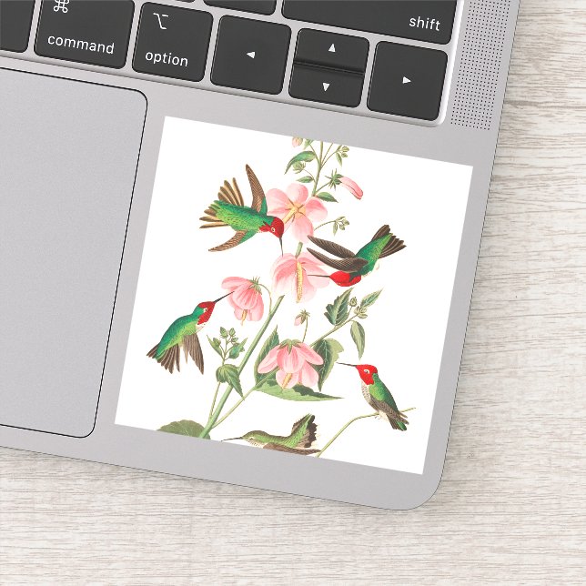 Columbian Humming by John James Audubon (Detail)