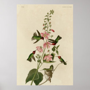 Columbian Hummingbird Poster