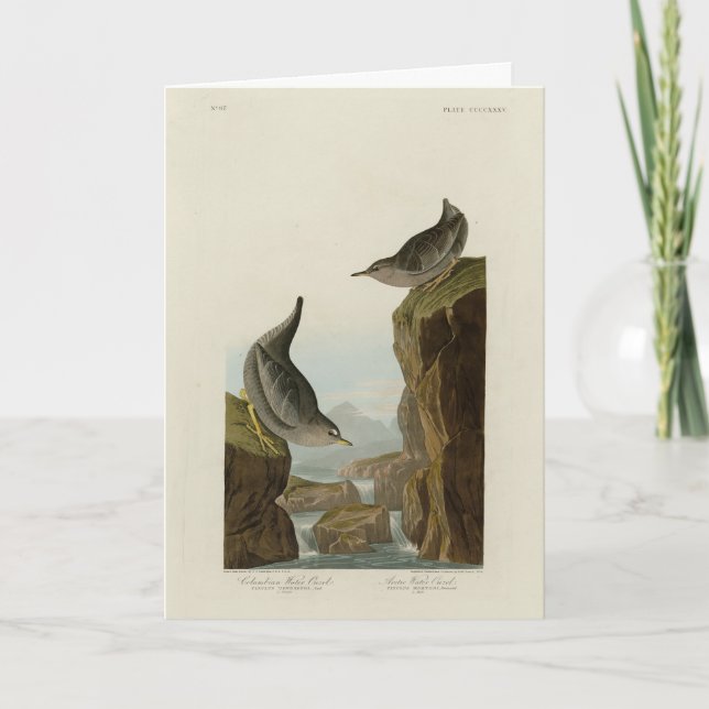 Columbian Water Ouzel, Audubon's Birds of America Card (Front)