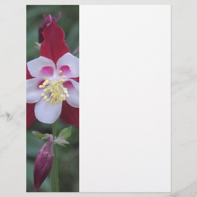 Columbine (Front)