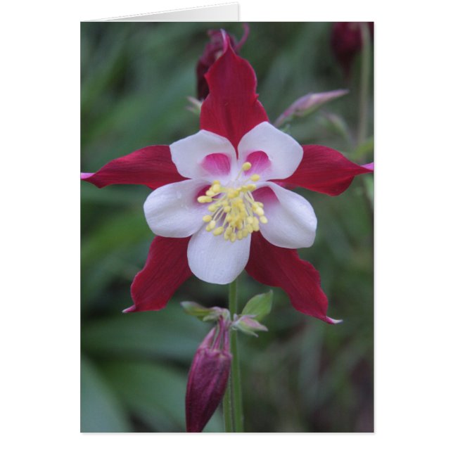 Columbine (Front)