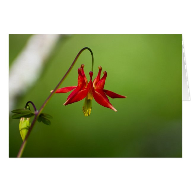 Columbine 01 (Front Horizontal)
