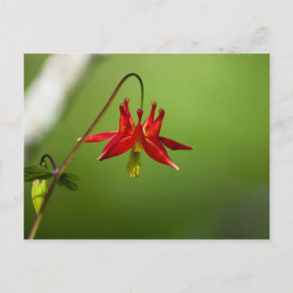 Columbine 01 postcard