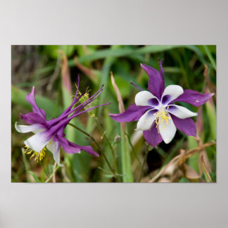 Columbine Blooms Poster