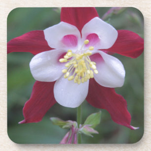 Columbine Coaster